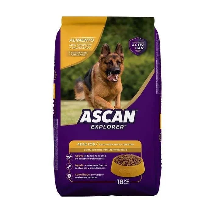 Ascan Adulto